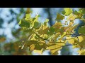 Sunlight illuminates vibrant yellow green autumn leaves on a tree branch nature botany foliage