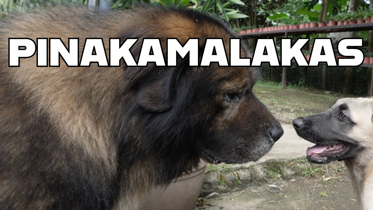 PINAKAMALAKAS | My Kangals Meets The Barako Pack