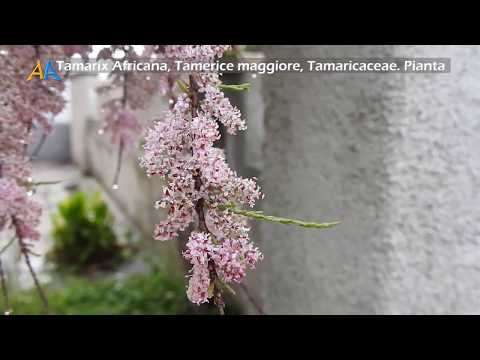 Video: Arbusto Tamarix In Rilievo E Sua Coltivazione. Cura, Svernamento, Riproduzione. Foto