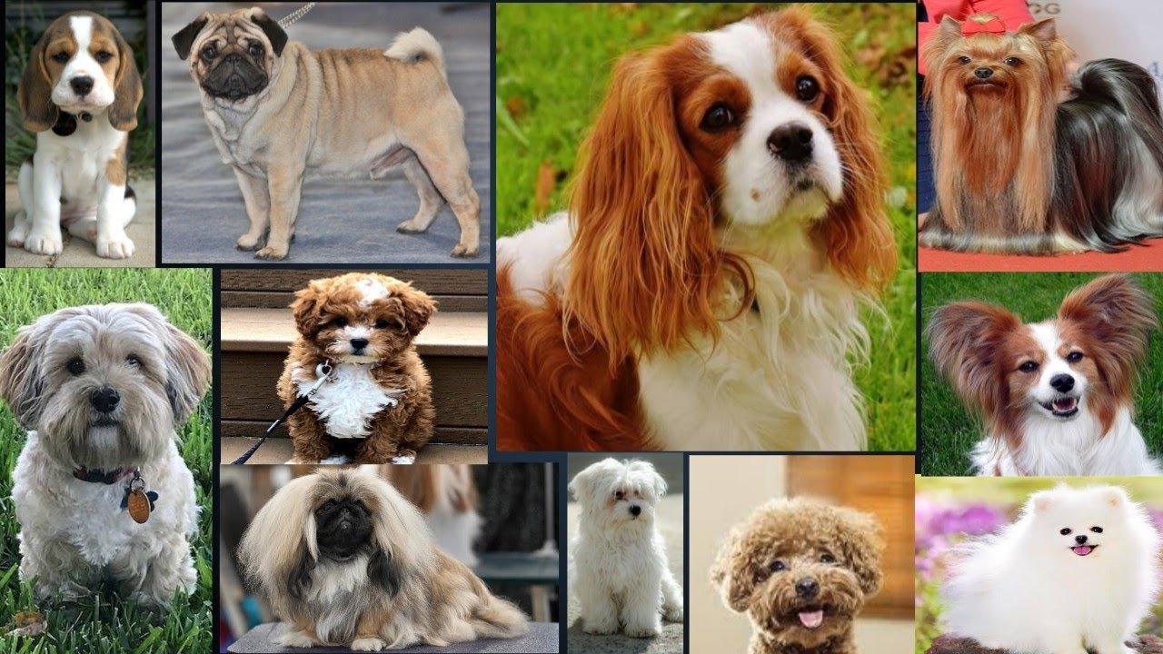 15 Best Apartments dogs in India YouTube