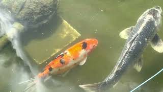 Fish have woken up! Spring 2023 by M0UKD 183 views 1 year ago 1 minute, 8 seconds