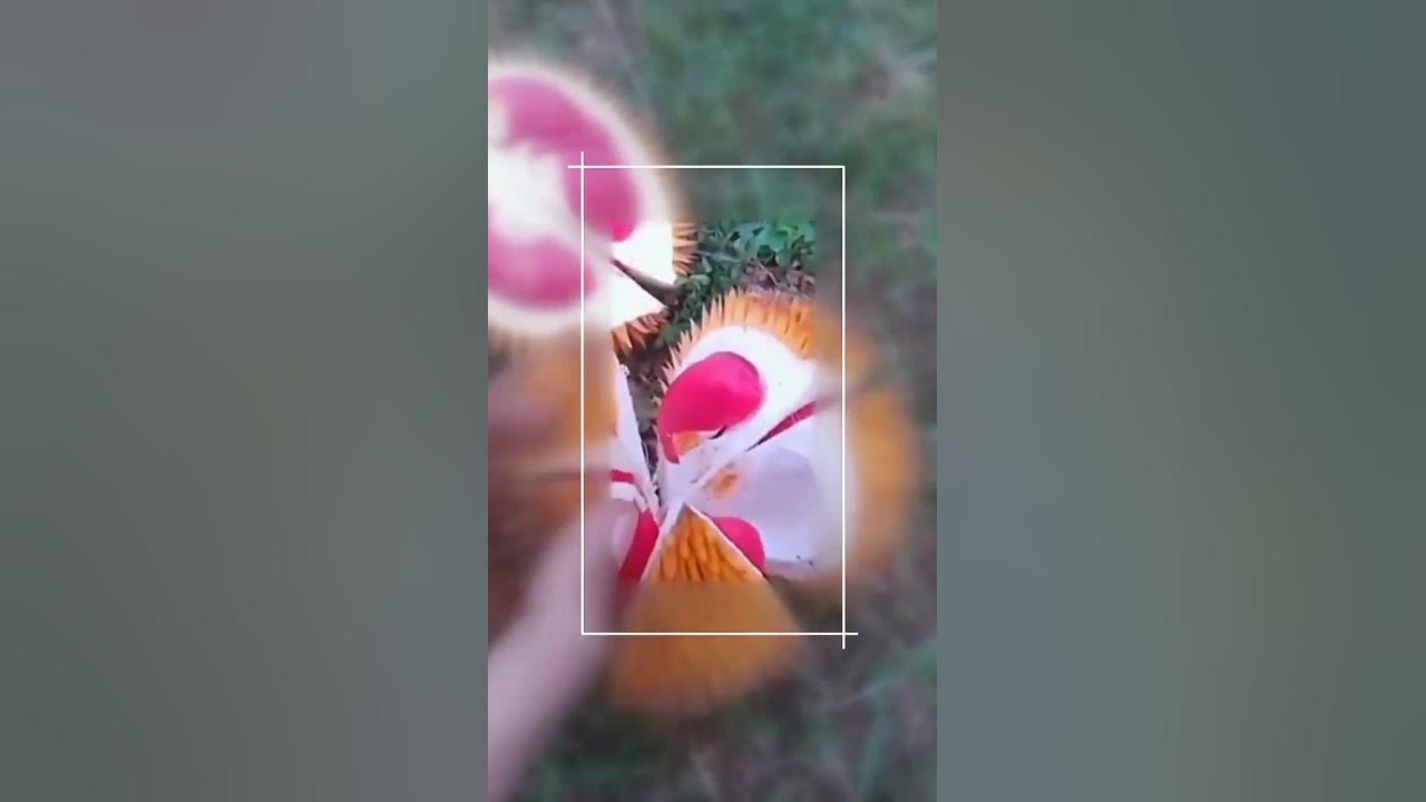 buah-apa-itu-kog-mirip-durian-shorts-satisfying-gardening-farm