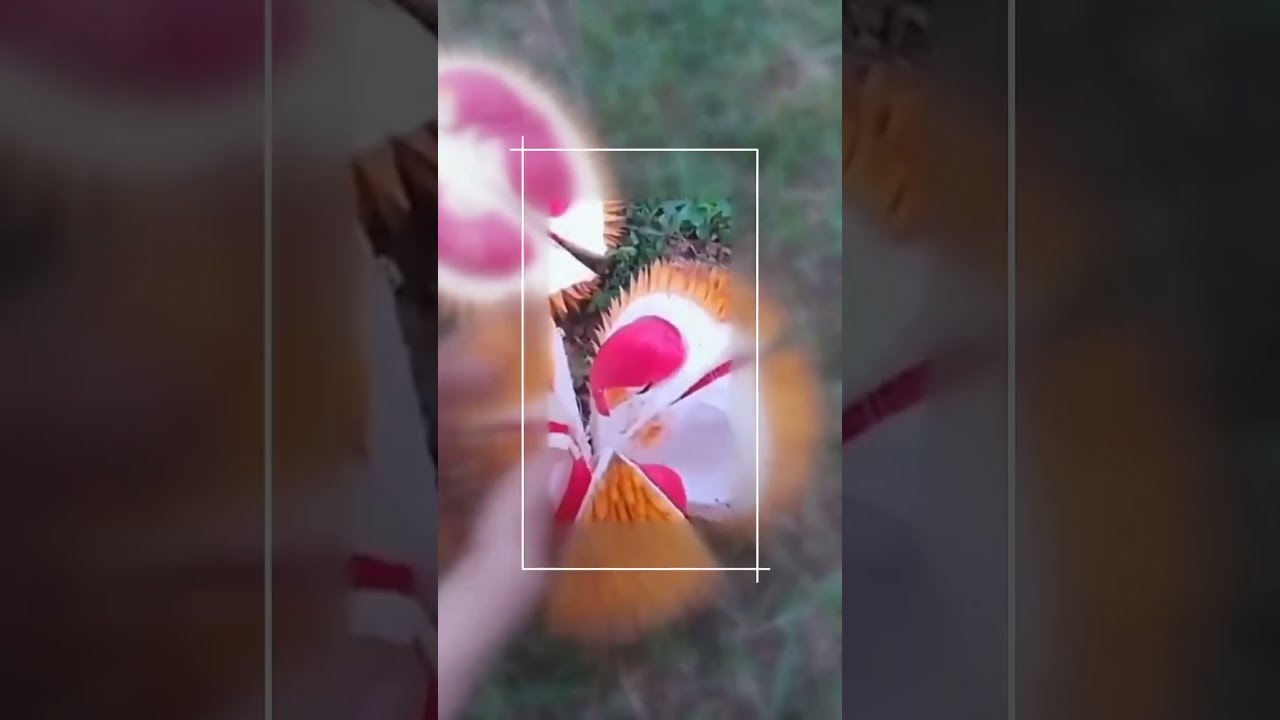 Buah Apa Itu Kog Mirip Durian shorts satisfying gardening farm Buah Apa Itu Kog Mirip Durian shorts satisfying gardening farm