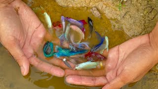 Increase Your Revenue with We Found a lot of Betta Fish from amazing unbelievable place