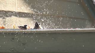 Bird Bath @BenWaitingClips