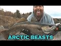 Shore fishing in arctic norway