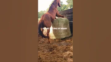 Ita Cuffing Season Stallion Apha Aqha Fypシ 