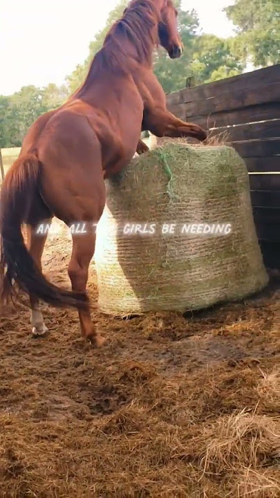 ita cuffing season.. #stallion #apha #aqha #fypシ