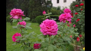 Rosa Gallica Rose The Symbol Of Love എനറ പനതടട