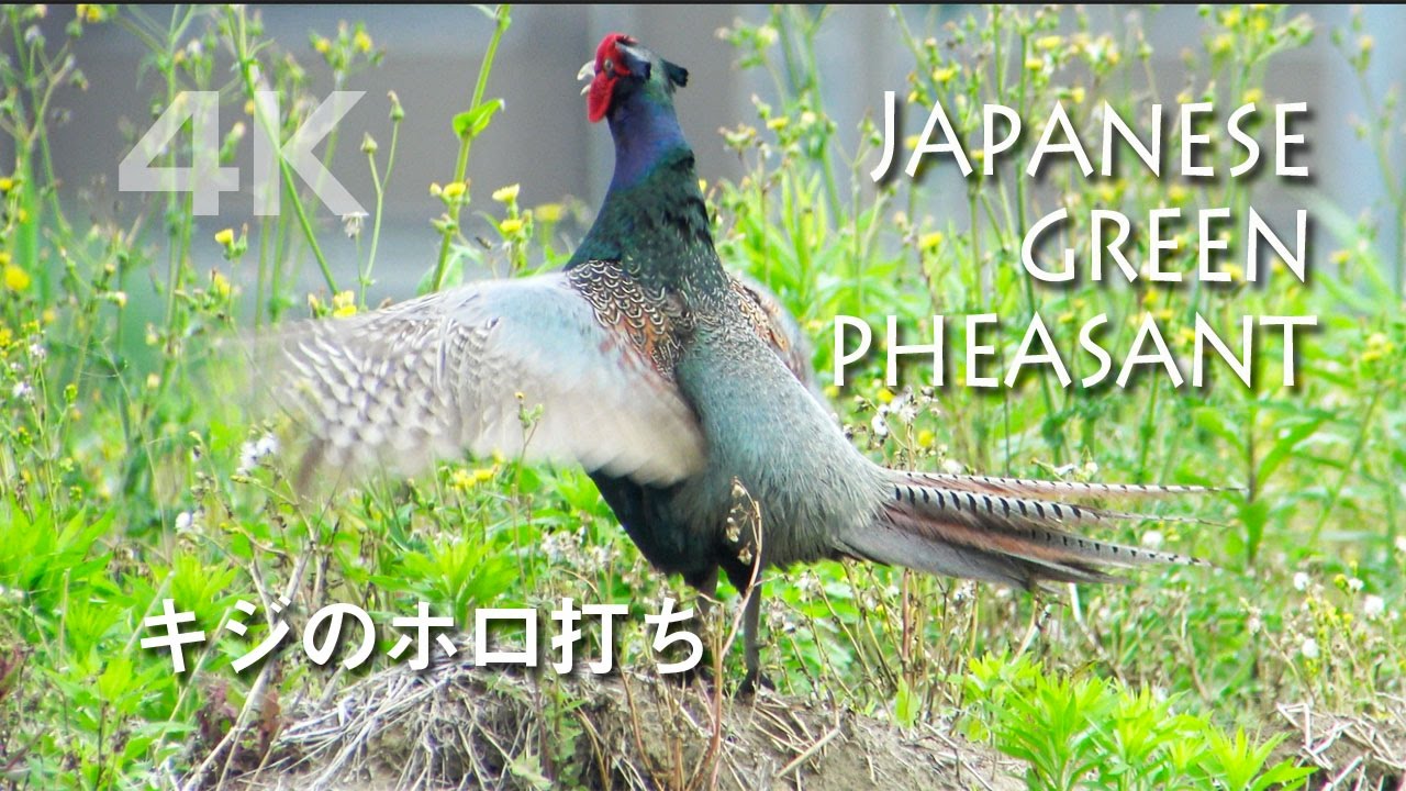 野鳥撮影 キジの母衣打ち ホロ打ち Youtube