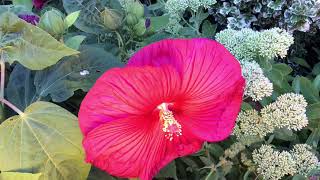 Rarely Seen Time-Lapse Hibiscus Bloom by AmaNature Video 2,679 views 7 years ago 25 seconds