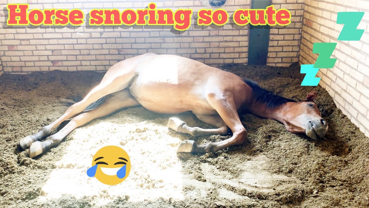 horse snoring 2022 Sleeping horse caught snoring loudly horse snort YouTube