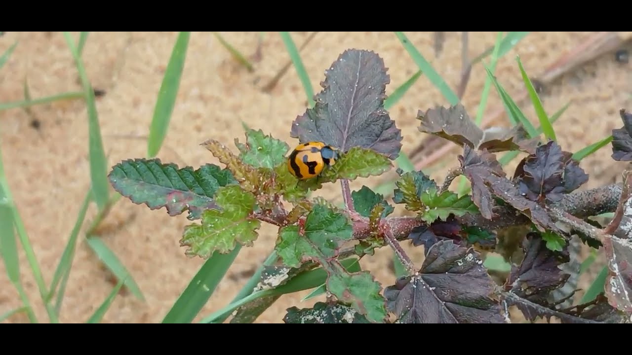 Are ladybugs lucky youtube