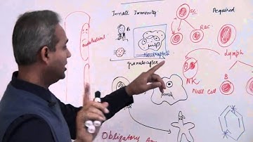 Immunology (Neutrophil) Lecture 3 Part 4