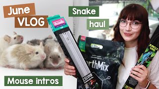 Snake haul, Mouse intros & changing beddings? | VLOG