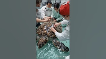 Thumbnail of The Rescue Journey of Sea Turtles  #animals #ai #wildlife #shorts #wolf #emotional #turtle