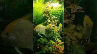 Аквариумные рыбки #аквариум #рыбки #fish