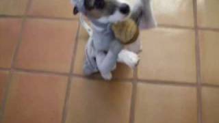 The Squirrel Hunter