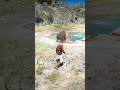 v259 Simulate Survival skills #Shorts