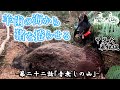 甲斐犬単独猟 第二十二話「音無しの山」Japanese hunting kaidog