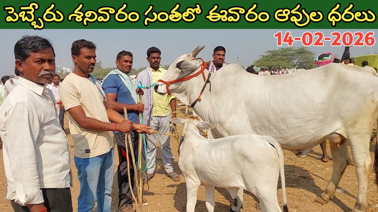 పెబ్బేరు శనివారం సంతలో ఈ వారం ఆవుల ధరలు | Pebbair cow market | Biggest cow market in Telangana 