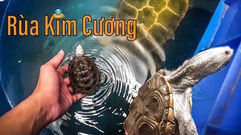 Review loài rùa sang chảnh - Rùa Kim Cương