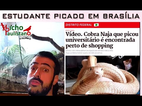 Vídeo. Cobra Naja que picou universitário é encontrada perto de shopping