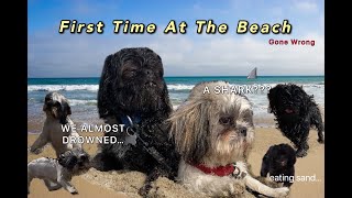 Dogs Go To The Beach For The First Time | GONE WRONG | Vlog #4 Hershey's Kisses