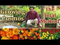 How to Sow and  Grow  Cosmos Flower Plants