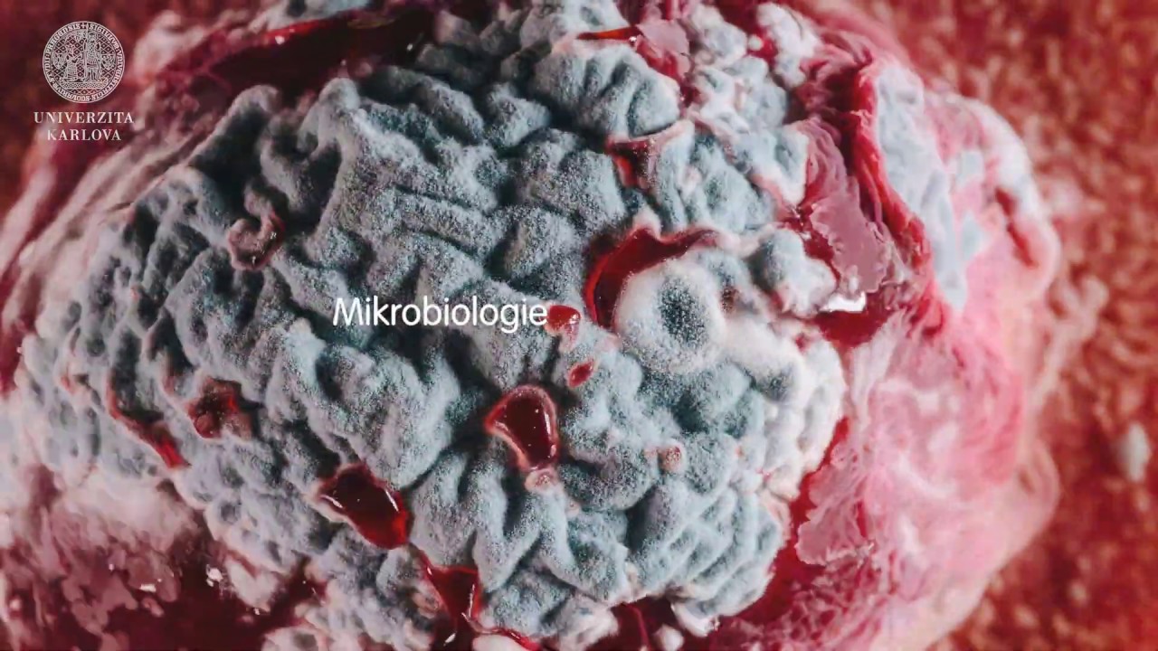 Studuj biologii na PřF UK