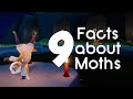 9 Facts about Moths in Sky Cotl - Sky 101