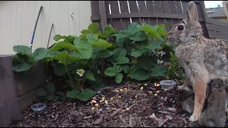 Rabbit feeding her babies... by Tom Brown 1,359 views 1 year ago 1 minute, 37 seconds