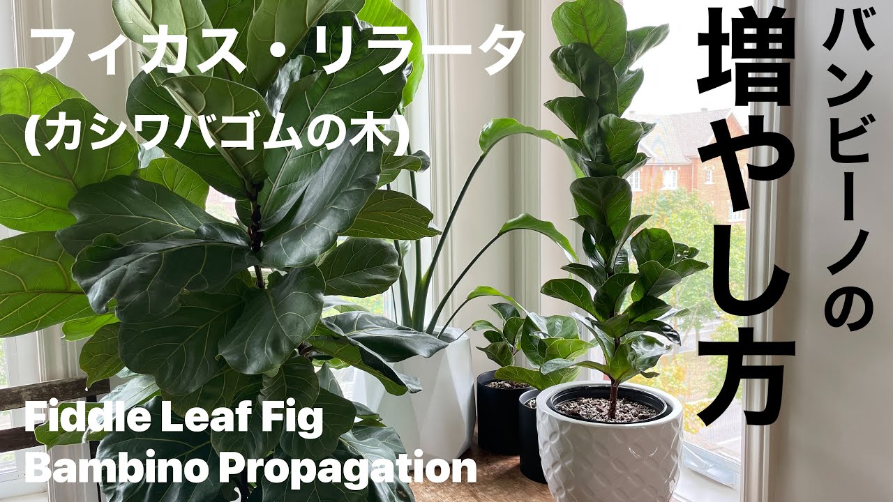 ［フィカス・リラータ］バンビーノの増やし方 How to propagate your Fiddle Leaf Fig  bambino［カシワバゴムの木］
