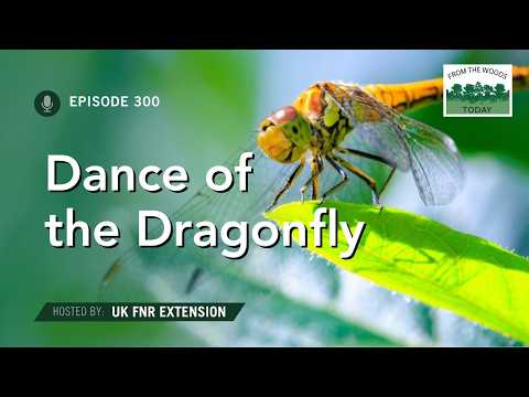 Dance of the Dragonfly - From the Woods Today - Episode 300