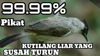 SUARA KUTILANG GACOR - PIKAT KUTILANG YANG SUSAH TURUN DENGERIN-SUARA KUTILANG GACOR PASTI TURUN