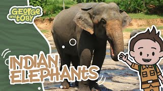 Indian Elephant Facts | George & Toby Wildlife Rangers | Animal videos for Kids