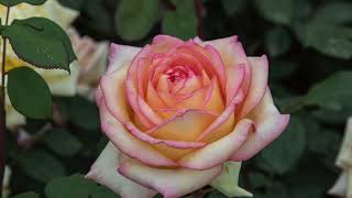 Rose Barni