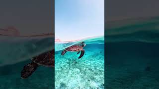 #okinawa #travel #seaturtle #ocean #beach #underwater