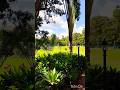 ultimate #landscaping ideas, beautiful Agave plants #trendingshorts #landscaping