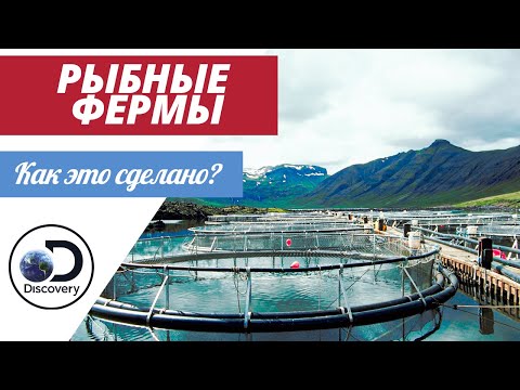 Рыбные фермы | Как это сделано?