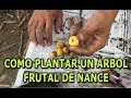 Como sembrar una mata frutal de Nance o Nanche (changunga) por semilla