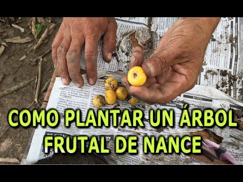 Video: ¿Cómo se cultiva un arbusto de creosota a partir de una semilla?