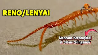 Reno - Lenyai mencoba sembunyi di telinga kita? (Soil centipede -Geophilus) 