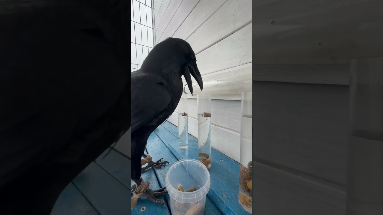 #animal #животные #кино #воронгоша #raven