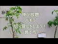 切り戻しの仕方　伸び放題パキラ編（５～７月初旬に行います）成長は説明欄から
