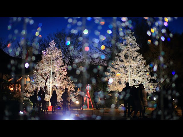 2022年 箱根ガラスの森美術館 クリスマス - YouTube