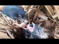 #EP22.Greater coucal bird Food for frogs and locusts for her baby to eat. [ Review Bird Nest ]