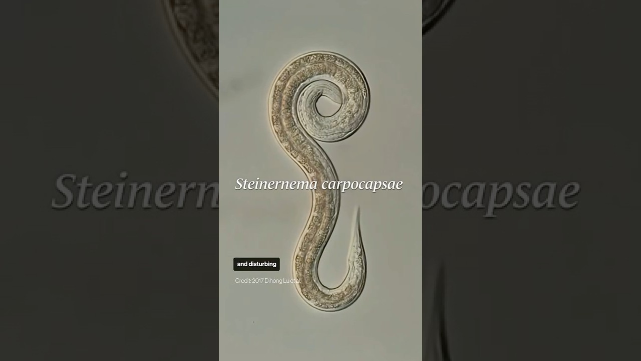 When worms fly ...
