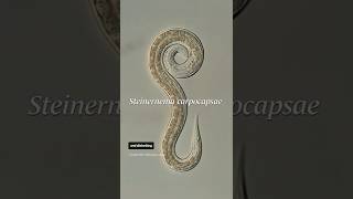 When worms fly ...