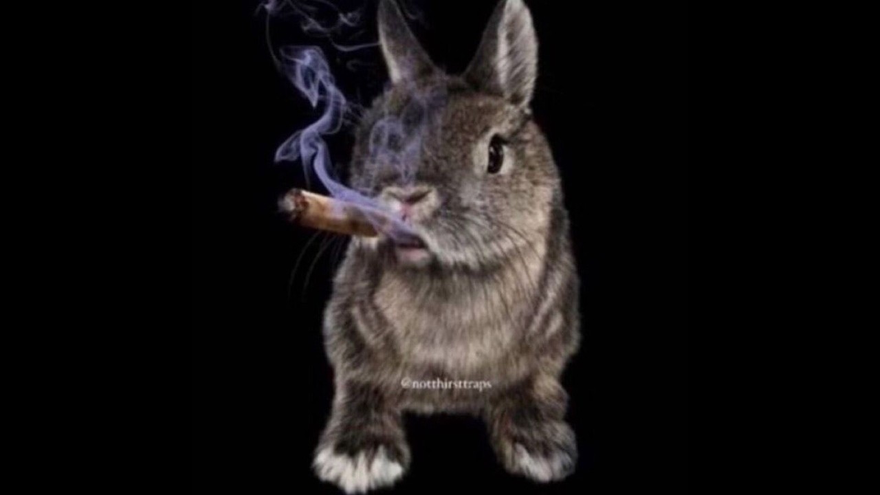 ginseng misogi type beat 2026 - manachoir